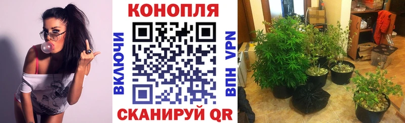 Бошки Шишки планчик  цены наркотик  Калачинск 